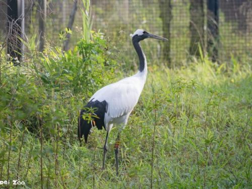 回家囉！丹頂鶴Big與Kika重返翻新家園，冬日相見歡邀你一起聽故事